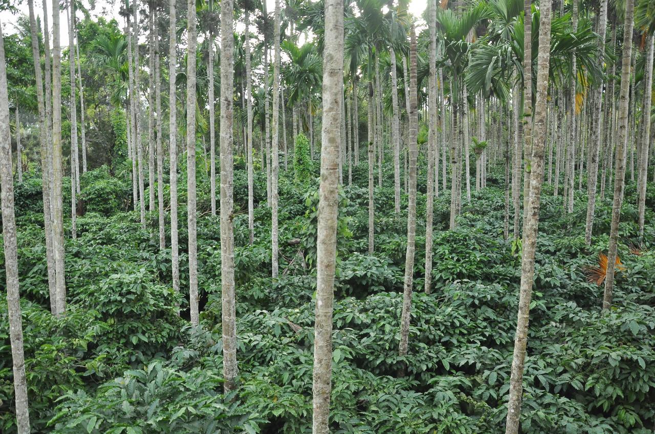 The Casiita Coorg Villa Kushalnagar Luaran gambar